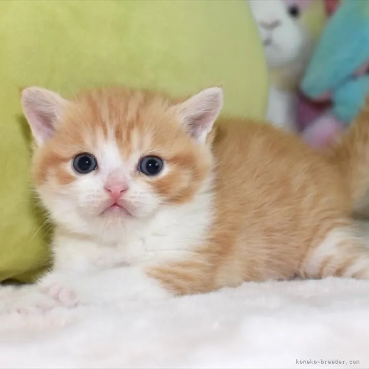 ID：2305-01063の子猫