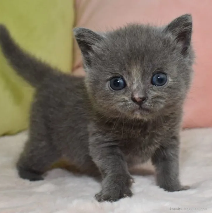 ID：2306-03334の子猫