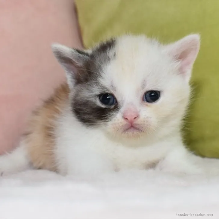 ID：2305-01066の子猫