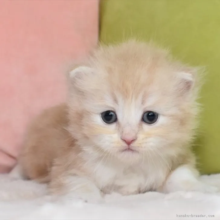 ID：2305-03723の子猫