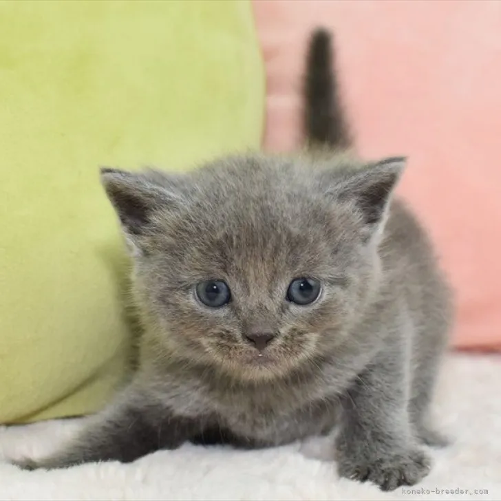 ID：2307-02897の子猫