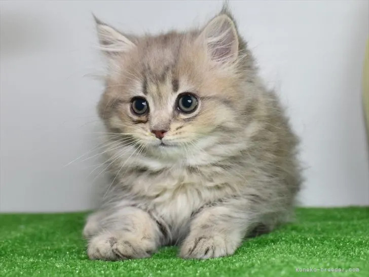 ID:2111-01355の子猫