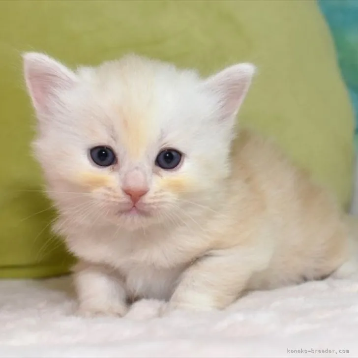 ID：2305-03741の子猫