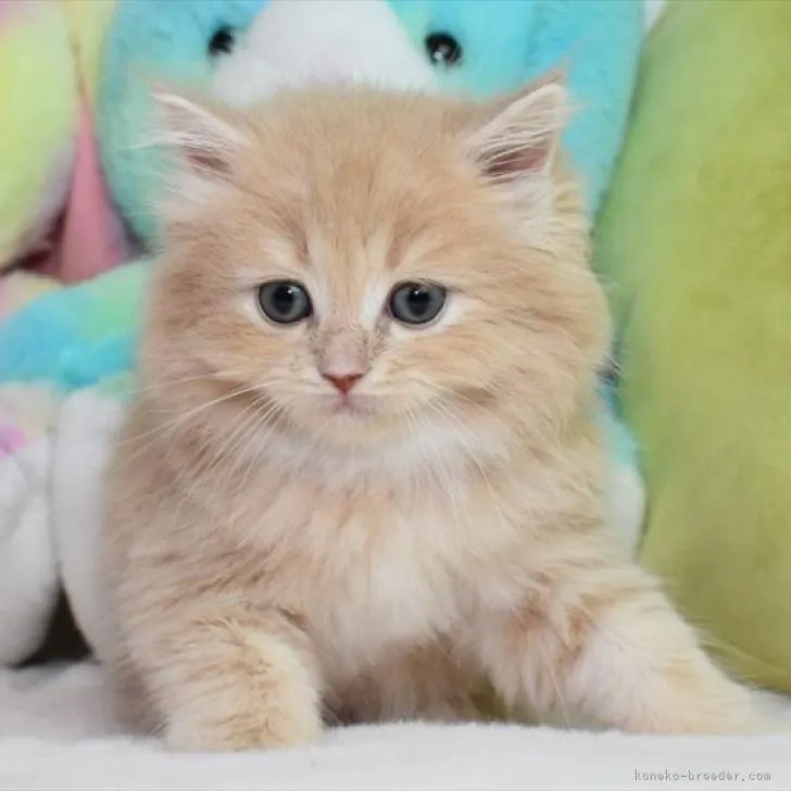 ID：2209-01933の子猫