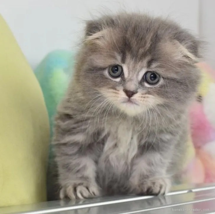 スコティッシュフォールド(折れ耳)【愛知県・男の子・2023年2月6日・ブルータビー】の写真1