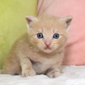 マンチカン(長足)【愛知県・男の子・2023年5月21日・クリームタビーホワイト（ショート）】の写真「ショートヘアーのクリーム系マンチ君♪」