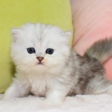 スコティッシュフォールド(立ち耳)【愛知県・女の子・2023年6月12日・シルバータビー】の写真「アイラインくっきり！顔立ちがしっかりした美人タイプ」