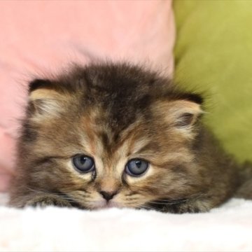 ミヌエット(長足)【愛知県・女の子・2023年4月29日・ブラウンパッチドタビー（ロング）】の写真「ブラウン系、美人タイプのミヌエットちゃん」