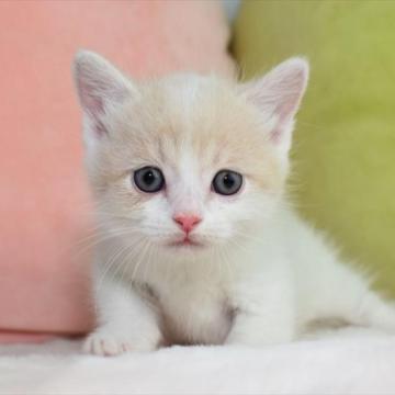 子猫を探す｜ブリーダー直販の子猫販売【みんなの子猫ブリーダー】(3 