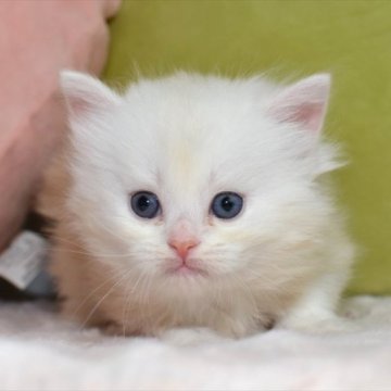 ミヌエット(長足)【愛知県・女の子・2023年5月1日・カメオタビーホワイト（ロング）】の写真「根元が白く、ふんわり優しい雰囲気が特徴のカメオ」