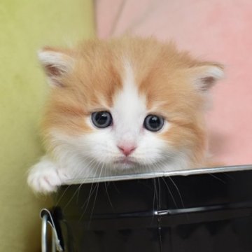 ミヌエット(短足)【愛知県・男の子・2023年5月13日・レッドタビーホワイト（ロング）】の写真「フワッフワでお顔の整った、イケメン短足くん★」