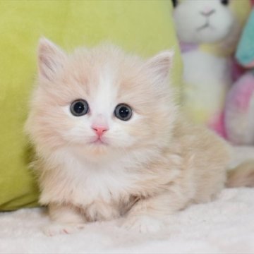 ミヌエット(長足)【愛知県・女の子・2023年4月3日・クリームタビーホワイト】の写真「クリっとしたお目目が可愛い、クリーム系女子」