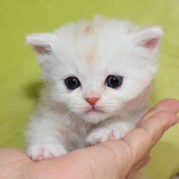 マンチカン(長足)【愛知県・男の子・2023年5月30日・カメオタビー（ロング）】の写真「優しい印象でおススメ、カメオ系のマンチ」