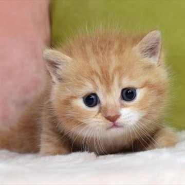 マンチカン(長足)【愛知県・女の子・2023年5月3日・レッドタビーホワイト】の写真「お目目が大きくぱっちり♪可愛いレッド系マンチ」