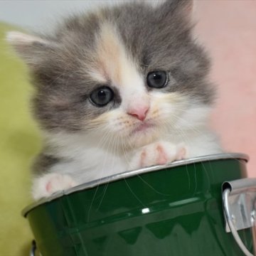 ミヌエット(短足)【愛知県・女の子・2023年5月22日・ダイリュートキャリコ（ロング）】の写真「人気の癒し系、短足ダイリュートキャリコちゃん♪」