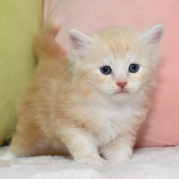 ミヌエット(長足)【愛知県・男の子・2023年5月13日・レッドタビーホワイト（ロング）】の写真「毛色薄めのレッド、上品な王子様タイプ♪」