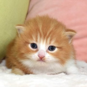 ミヌエット(長足)【愛知県・男の子・2023年5月22日・レッドタビーホワイト（ロング）】の写真「まん丸でフワフワ、毛量多めのきれいなレッド君」