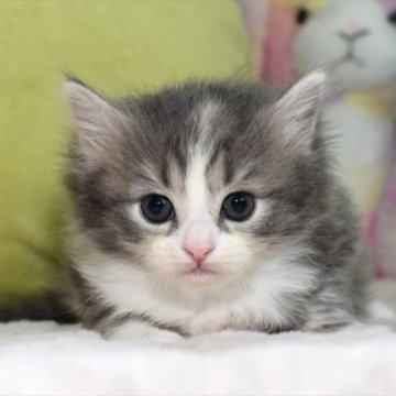 ミヌエット(長足)【愛知県・女の子・2023年4月3日・ブルーパッチドタビーホワイト】の写真「ブルー系、ハチワレ美人ミヌエットちゃん♪」