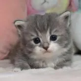 ラガマフィン【愛知県・男の子・2022年12月29日・ブルータビーホワイト】の写真1