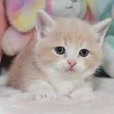 マンチカン(短足)【愛知県・男の子・2022年12月20日・クリームタビーホワイト】の写真1