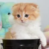 スコティッシュフォールド(折れ耳)【愛知県・女の子・2023年2月6日・レッドタビーホワイト】の写真1