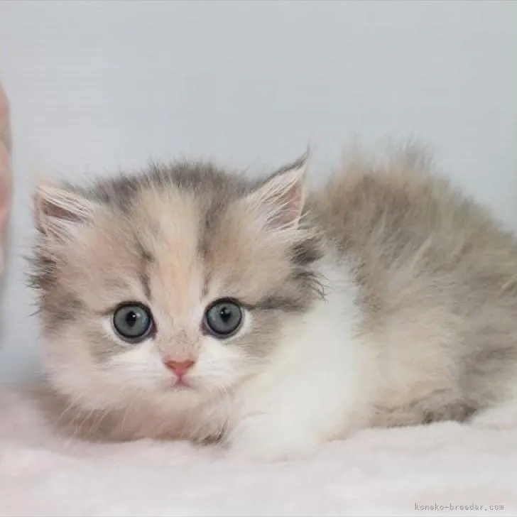 ID：2207-02772の子猫