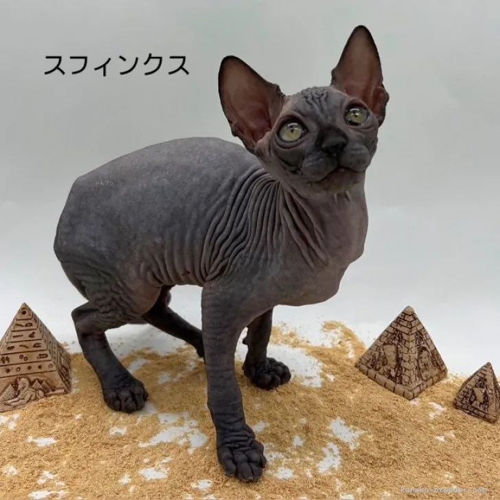 ID:2310-01476の子猫