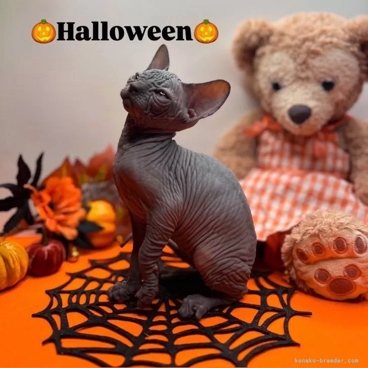 ID：2410-00158の子猫