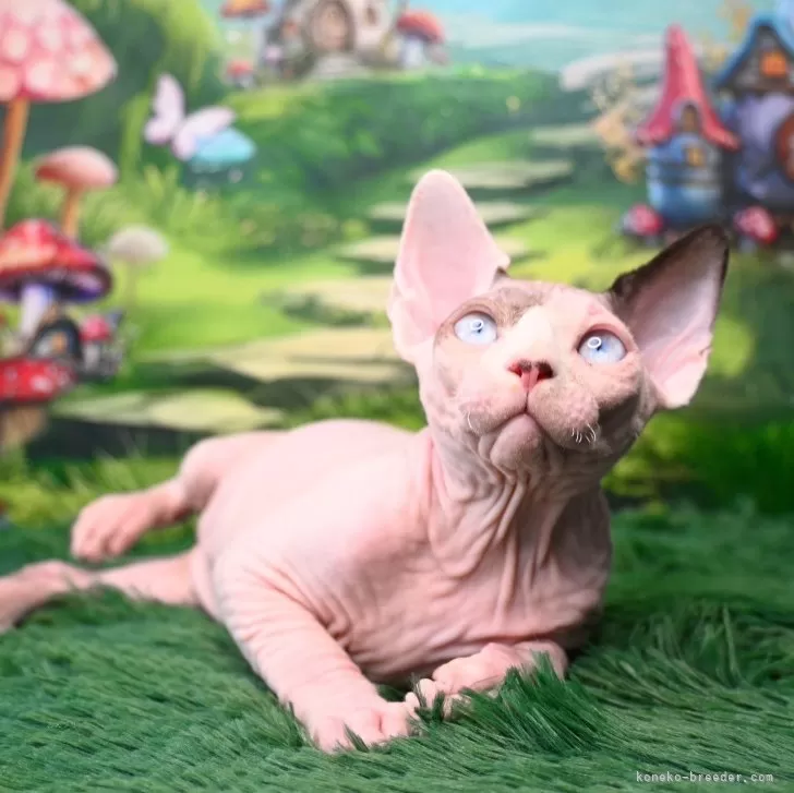 ID:2412-00182の子猫