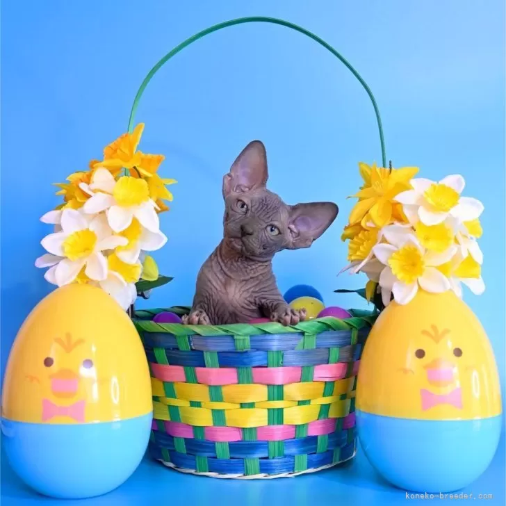 ID：2603-00014の子猫