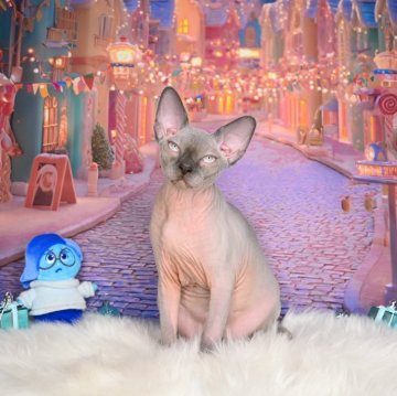 スフィンクス【埼玉県・男の子・2025年7月8日・ブルー】の写真「父猫インターナショナルチャンピオン🏆」