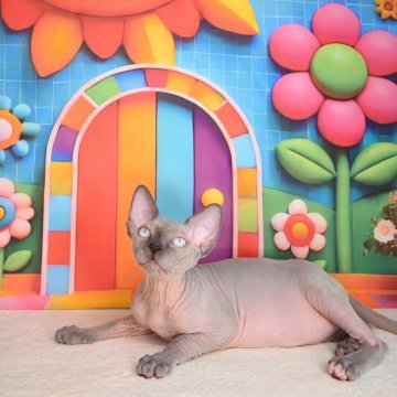 スフィンクス【埼玉県・男の子・2025年7月8日・ブルー】の写真「父猫インターナショナルチャンピオン🏆」