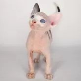 エルフキャット