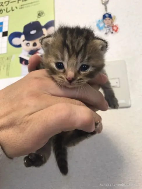 ID：2005-02384の子猫