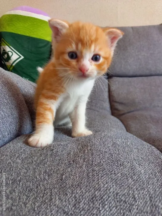 ID:2107-01450の子猫