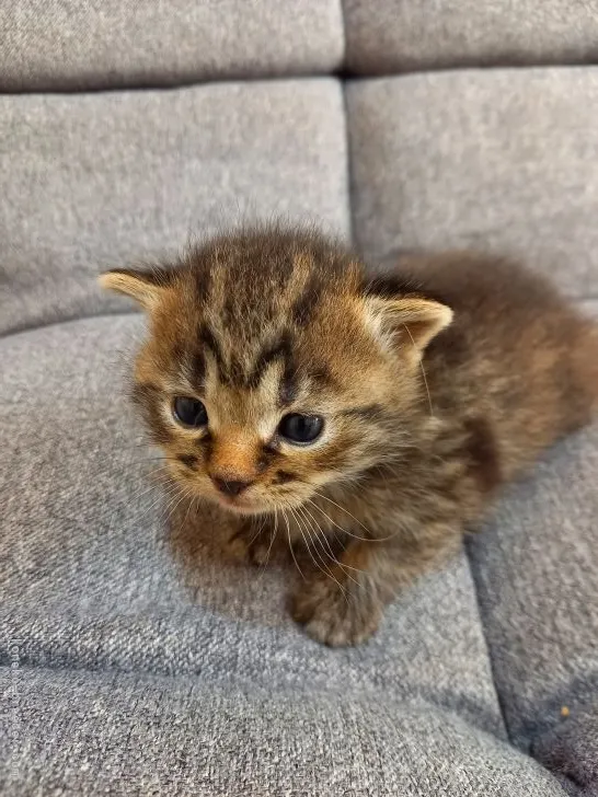 ID：2111-01021の子猫