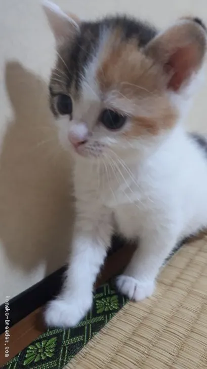 ID：1905-00607の子猫