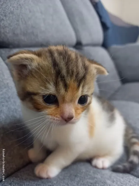 ID:2204-02310の子猫