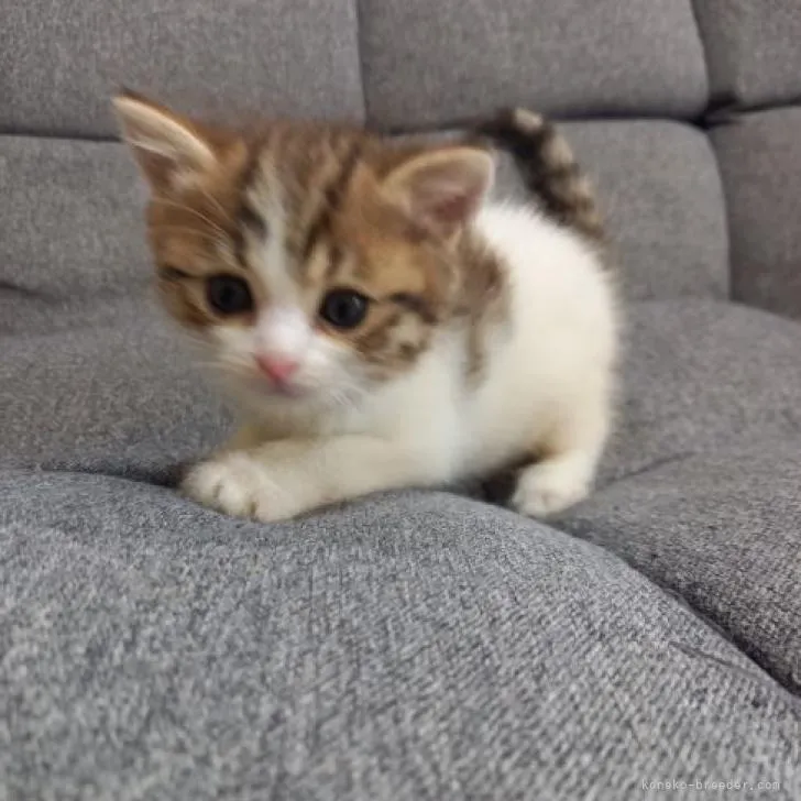 ID:2208-02594の子猫