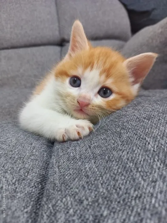 うーちゃん 様のお迎えした子猫
