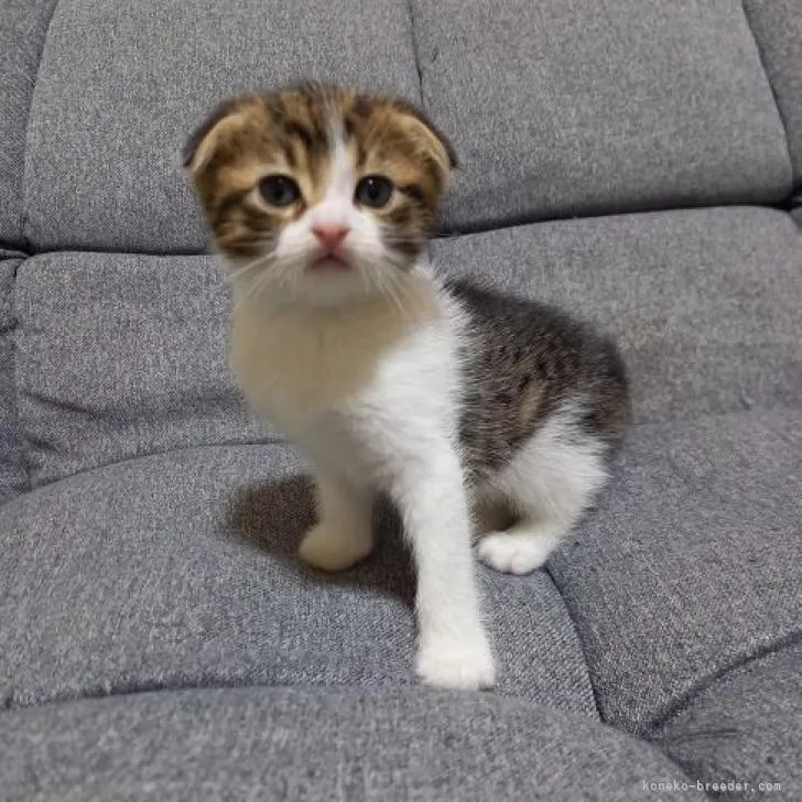 ID:2211-02854の子猫
