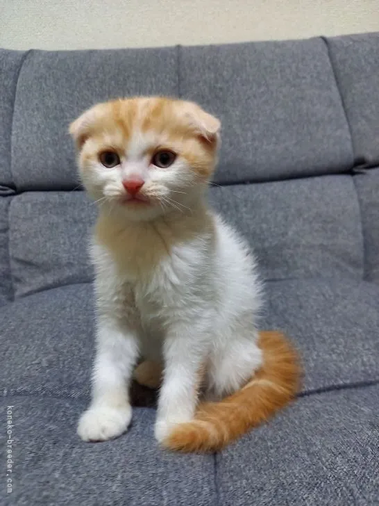 ID:2111-02138の子猫