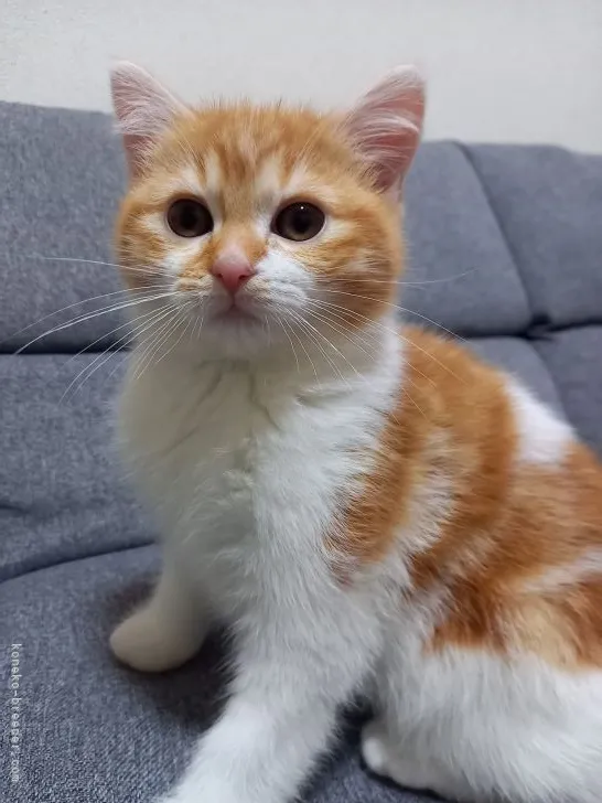 ID：2111-01225の子猫