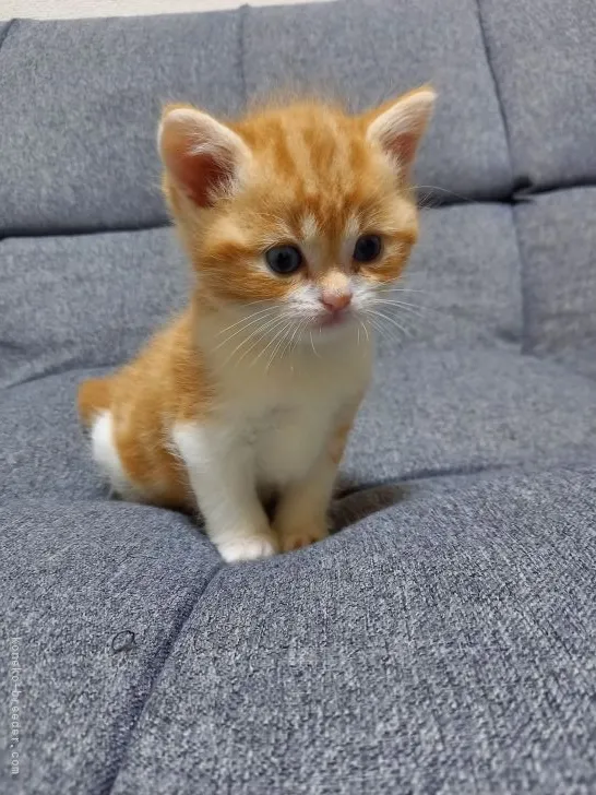 ID：2111-01504の子猫