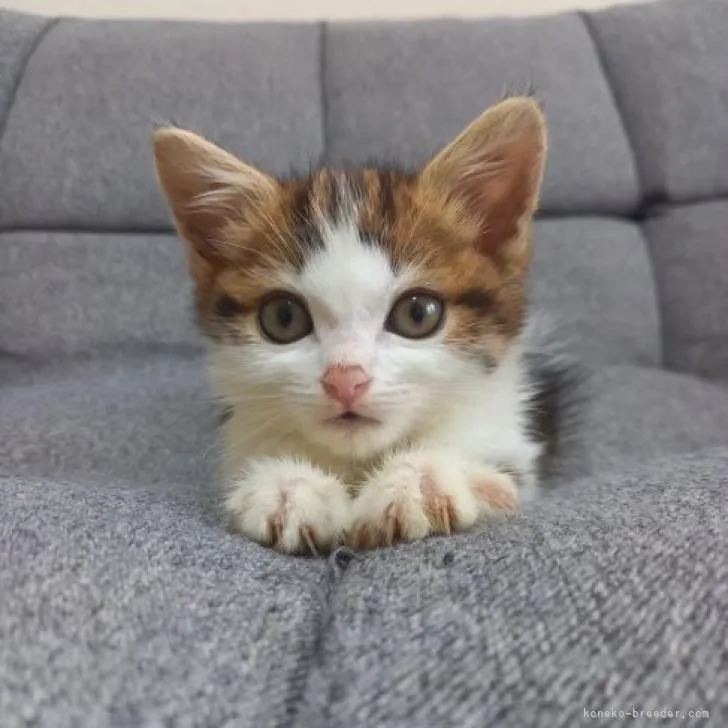ID:2210-00644の子猫