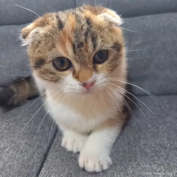 ID：2212-02201の子猫