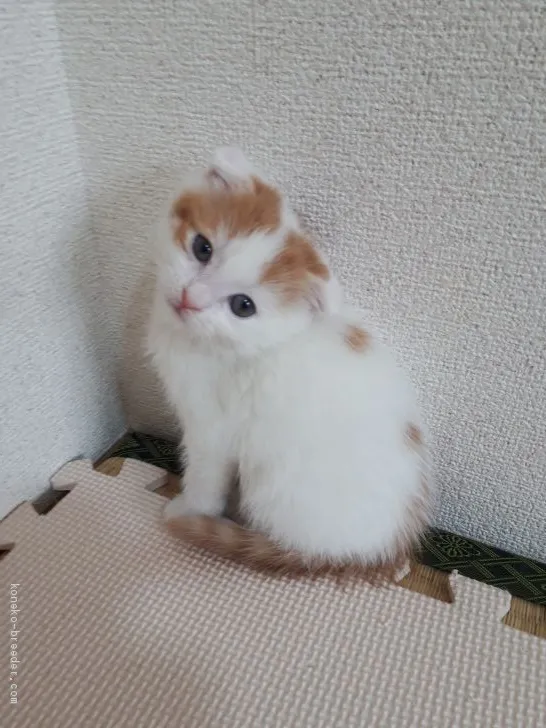 ID:2003-00750の子猫