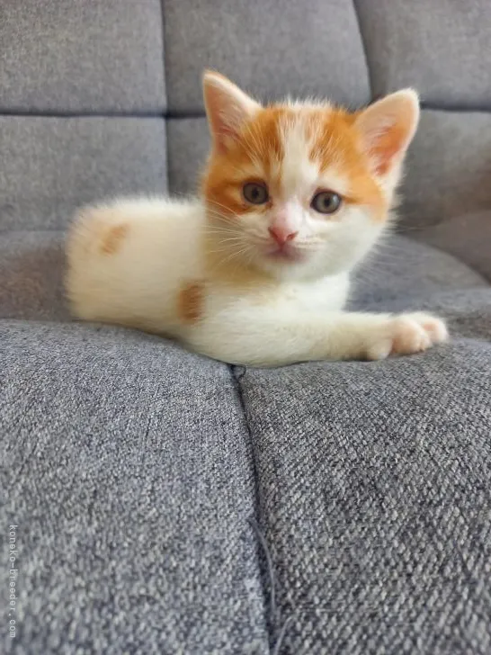 豆太 様のお迎えした子猫