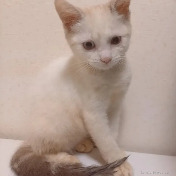 ID:2305-02328の子猫