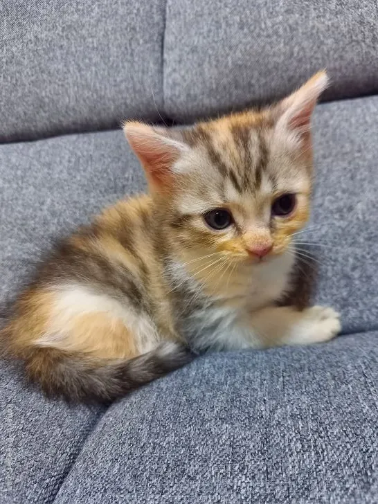 ID：2109-00354の子猫